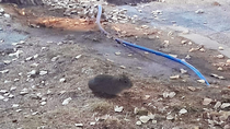 Uno de los cuises de la Alem que anda cosechando amigos en la zona. 