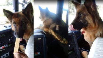 la perra mochilera: viajo 1600 km para reencontrarse con su familia 