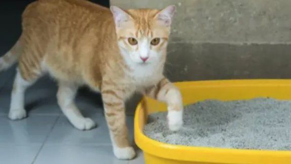 Qué es la Toxoplasmosis y cómo prevenirla