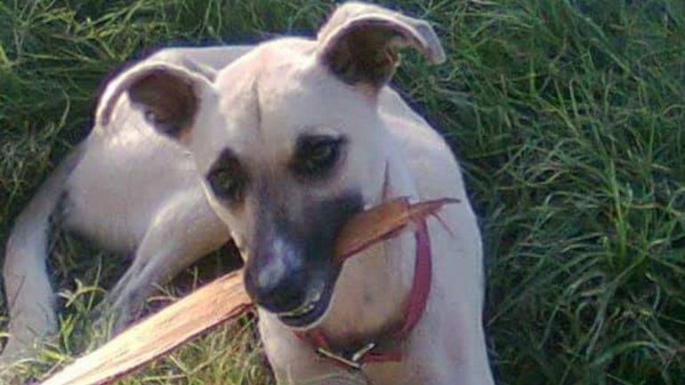 Marcharon para pedir justicia por Samira, la perrita despellejada en Costa Sur