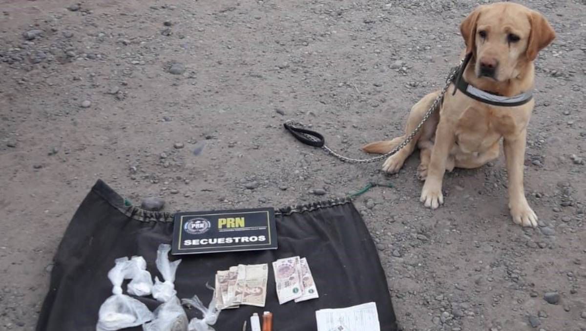 Tres perros que detectan droga pasan a retiro