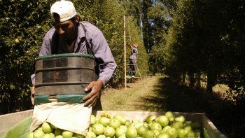 no autorizan enviar fruta a brasil y afecta a galpones