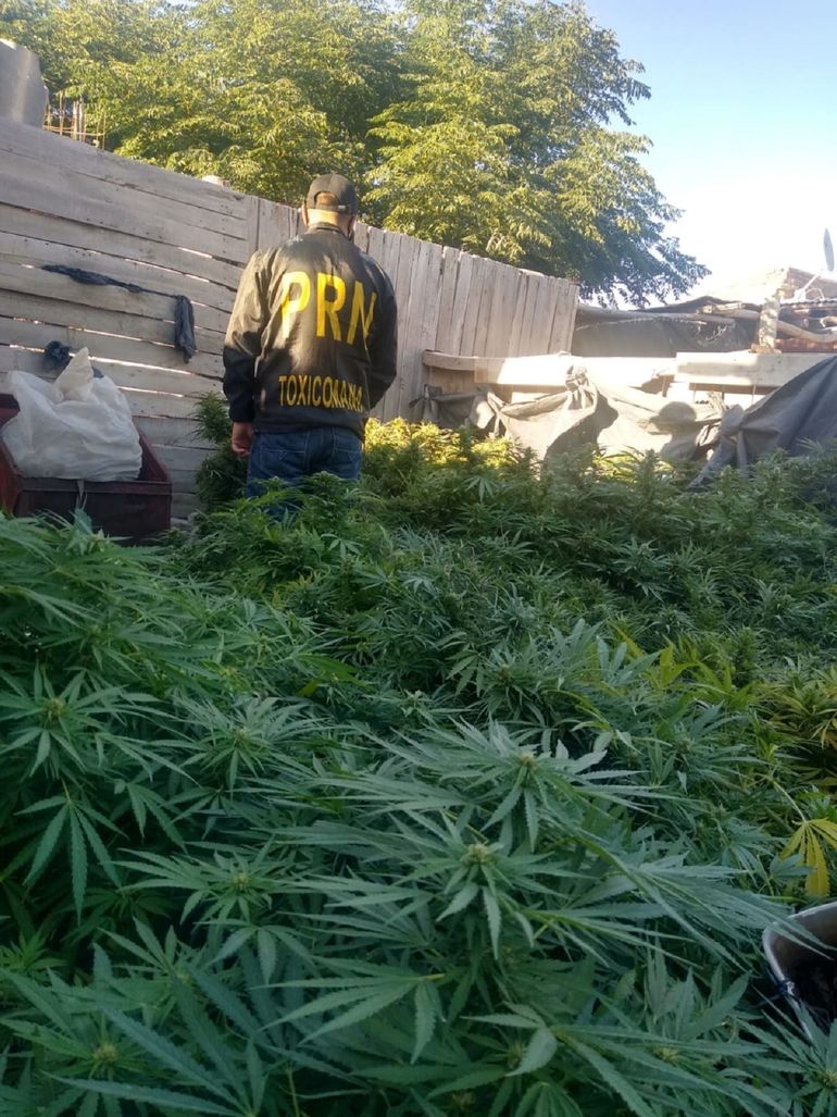 Incautaron plantas de marihuana en Regina y Chichinales 