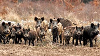 ¿Qué estrategias se están implementando para controlar la plaga del jabalí en Patagonia?