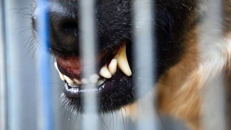 La vecina de Ferri fue brutalmente herida por dos perros enormes. Realizará la denuncia. 