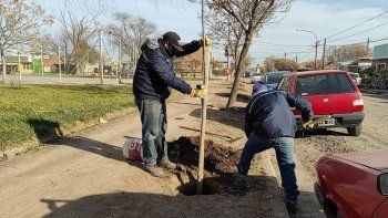 replantaron mas de 60 arboles en espacios verdes de la ciudad