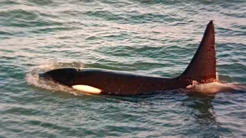 La hipótesis de los expertos explican que la orca habría confundido el sonido de los remos de la canoa con el movimiento de una posible presa. La hipótesis de los expertos explican que la orca habría confundido el sonido de los remos de la canoa con el movimiento de una posible presa.