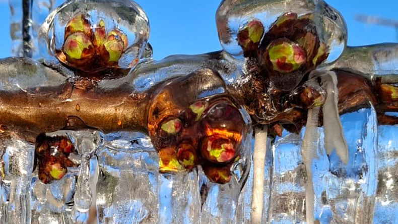 El secreto detrás de las cerezas que resistieron el frío extremo en la Patagonia
