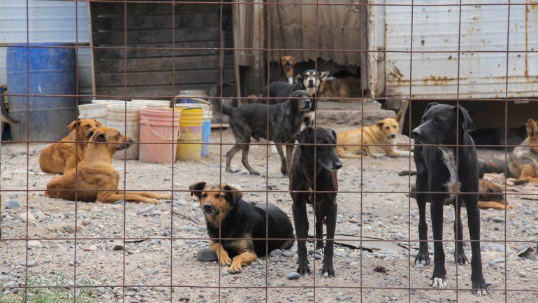 Zoonosis hizo una campaña intensiva en parques cipoleños.
