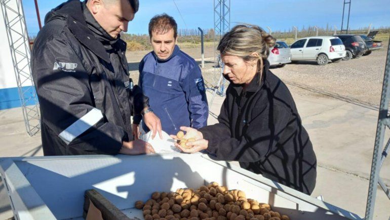 Salió de Río Negro un cargamento de 20 mil kilos de nueces hacia Bielorrusia