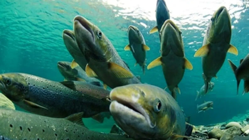 : Investigadores de la región monitorean el impacto de los nutrientes marinos en el agua dulce. | LMCipolletti.com : Investigadores de la región monitorean el impacto de los nutrientes marinos en el agua dulce.