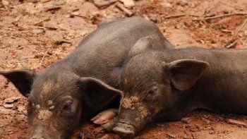 El cerdo es uno de los animales que provoca la triquinosis.&nbsp;