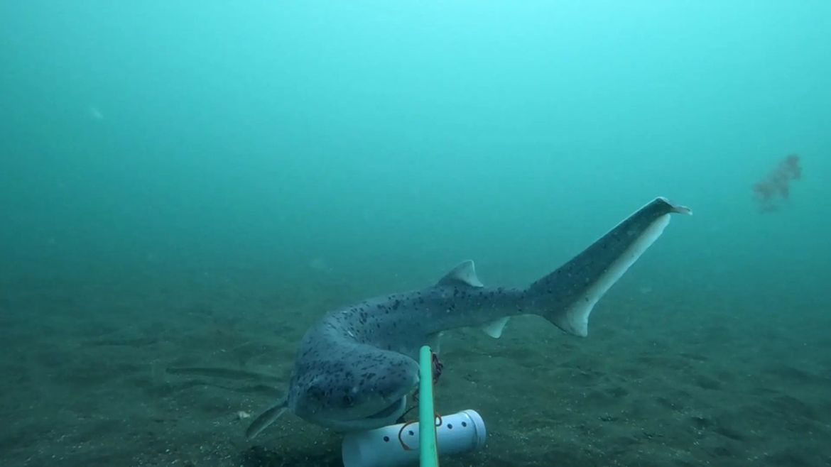 La investigación busca determinar qué impacto tiene la pesca deportiva. | LMCipolletti.com La investigación busca determinar qué impacto tiene la pesca deportiva.