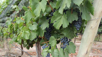 El Malbec crece en zonas áridas donde la sequía y las olas de calor son recurrentes.&nbsp;