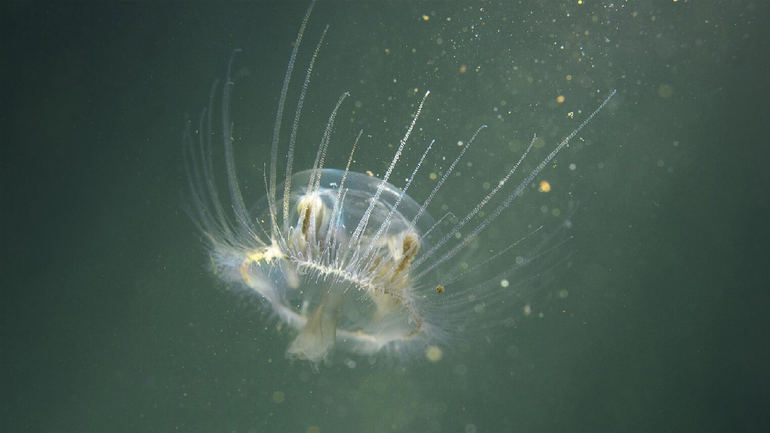 La medusa asiática compite directamente por el alimento con las larvas de peces nativos.
