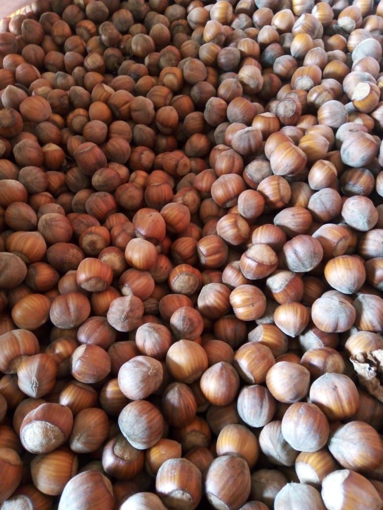 ¿Es negocio la producción de avellanas en la Patagonia?