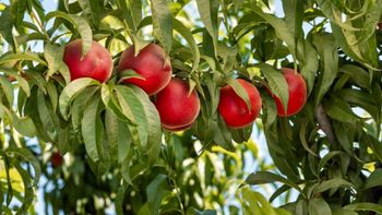 Durazno Melox 26 destacó por su crocancia, frescura y sabor. | LMCipolletti.com Durazno Melox 26 destacó por su crocancia, frescura y sabor.