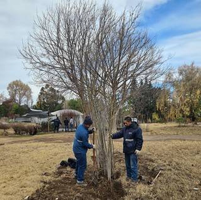 La reforestaci&oacute;n en Cipolletti, empez&oacute; a toda marcha.