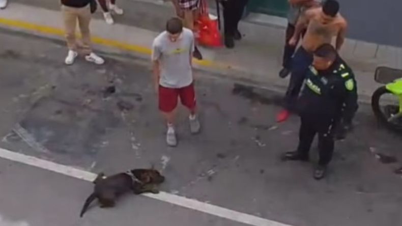 El hecho se produjo mientras la Policía intentaba reducir a un hombre en la vía pública. | LMCipolletti.com El hecho se produjo mientras la Policía intentaba reducir a un hombre en la vía pública.
