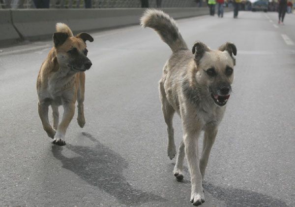 El programa de esterilización de mascotas empezó a tomar ritmo
