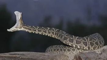 El joven internado en el hospital local y permanece estable.