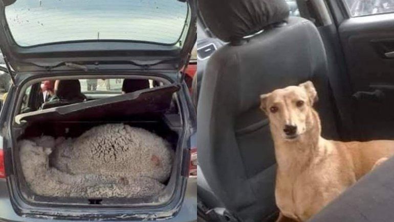 Hallaron tres ovejas muertas en un auto: detuvieron hasta el perro