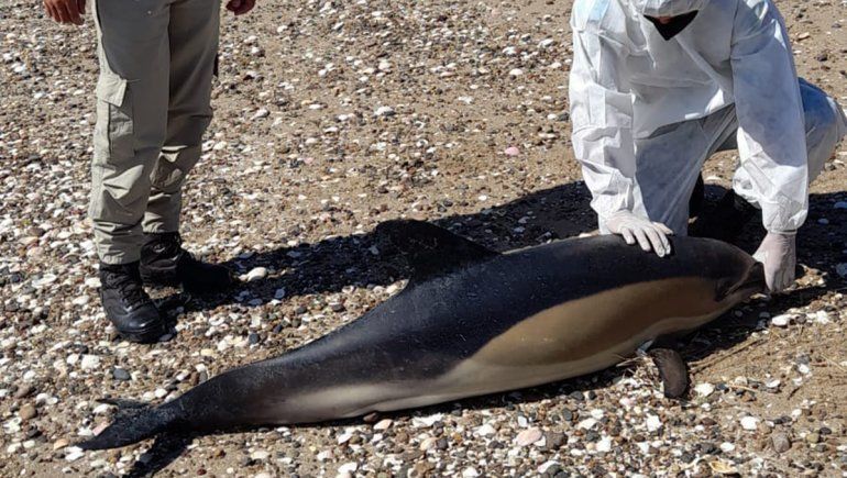 ¿Los delfines que murieron en la costa rionegrina escapaban de orcas?
