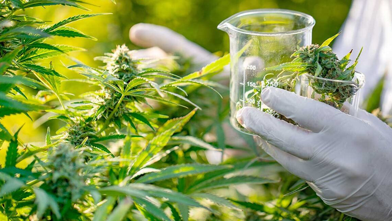 Incertidumbre de cannabicultores del Alto Valle ante las políticas de Javier Milei