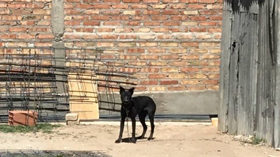 Denuncian maltrato animal en una obra en construcción