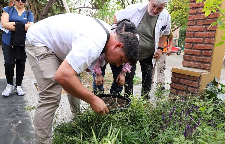 Mosquito del dengue: un operativo especial recorre Cipolletti