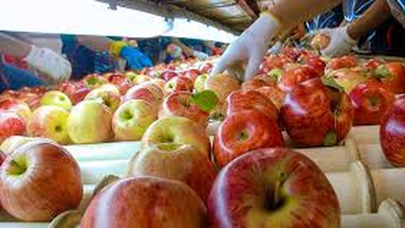 Exportaciones de manzanas: todas las miradas están puestas en la evolución del tipo de cambio.
