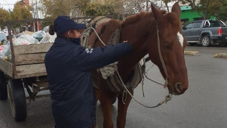 La policía interceptó a don Martín en Naciones Unidas y Nicaragua, y le secuestró a su caballo Baltazar. 