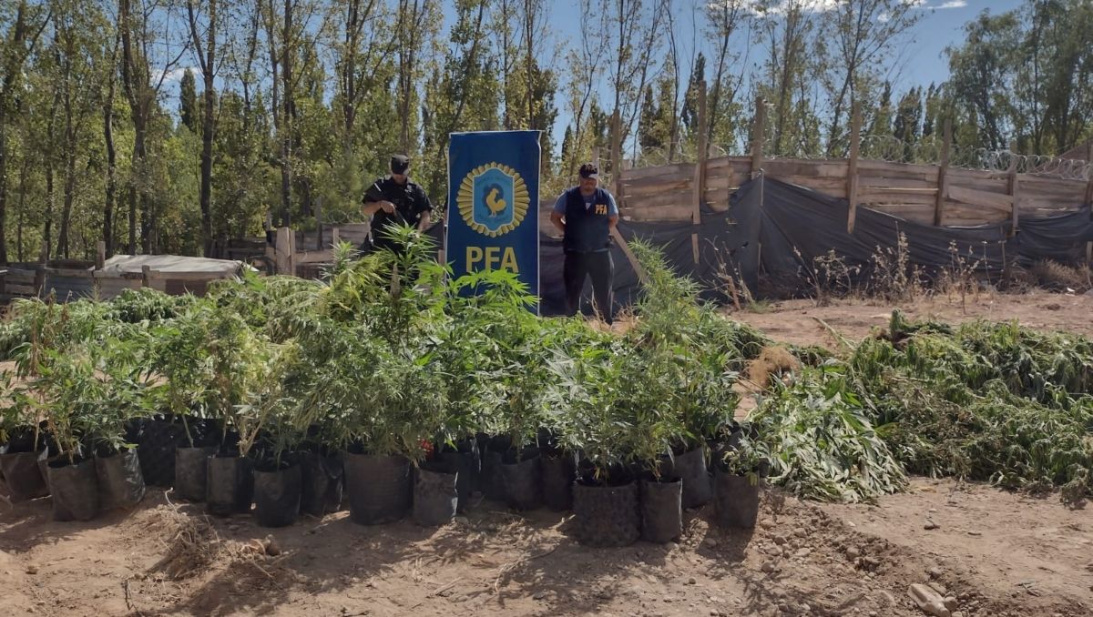 Allanaron un vivero de marihuana que era custodiado por tres pitbulls