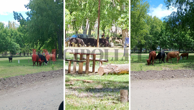 Vacas, propiedad de la familia Retamal, pastoreando sobre espacios públicos de la Isla Jordán. Material de prueba que presentó la Municipalidad a la Justicia.