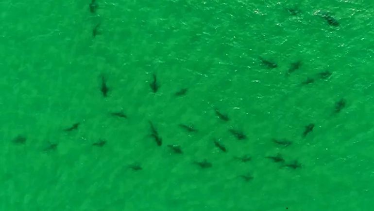 Más de 100 tiburones sorprendieron en la costa rionegrina y quedaron filmados: ¿Por qué los ocultan? - Image 2