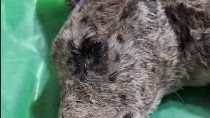 Las dos cachorras fueron encontradas en un estado extremo de desnutrición, que no les permite estar paradas por sus propios medios. 