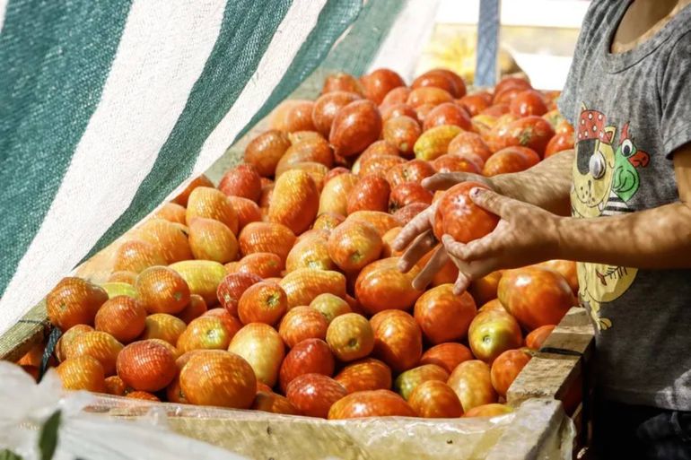 Los cajones de tomates peritas son muy solicitados por estos días. Fotos: Anahí Cárdena.
