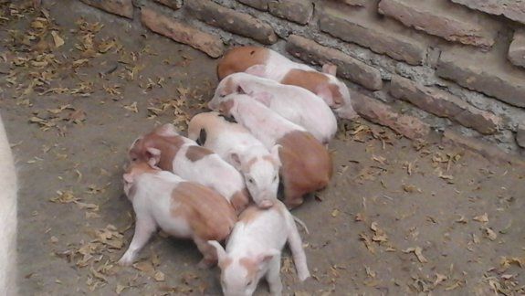 Ahora pelean por la veda al cerdo