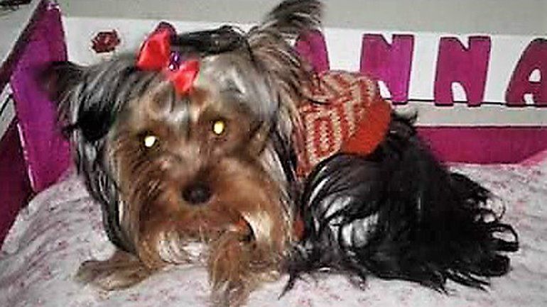 Una familia cipoleña ofrece $15 mil por información de su perrita