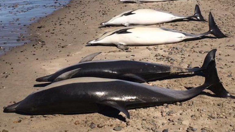 La playa se convirtió en un cementerio de toninas