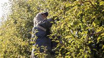 La fruticultura para el Valle de Río Negro y Neuquén, es una catividad clave.