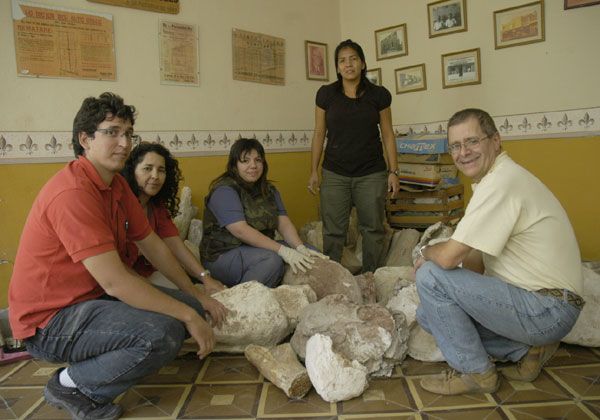 Ordenarán y catalogarán el material fósil del museo