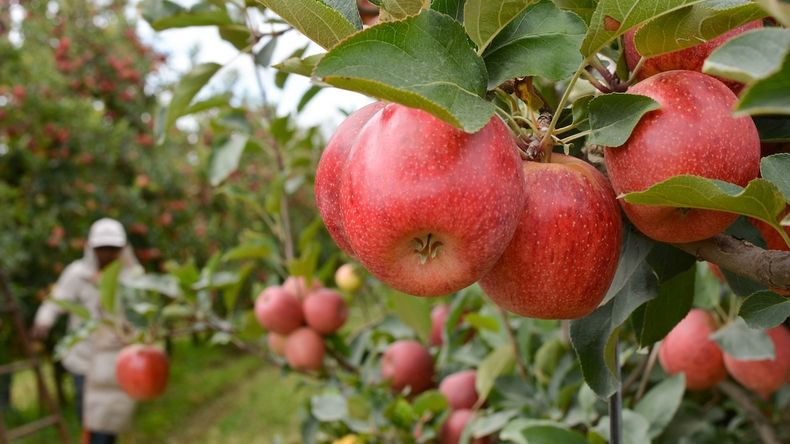 Brasil bate récord en importaciones de manzanas: ¿qué países lideran el mercado?