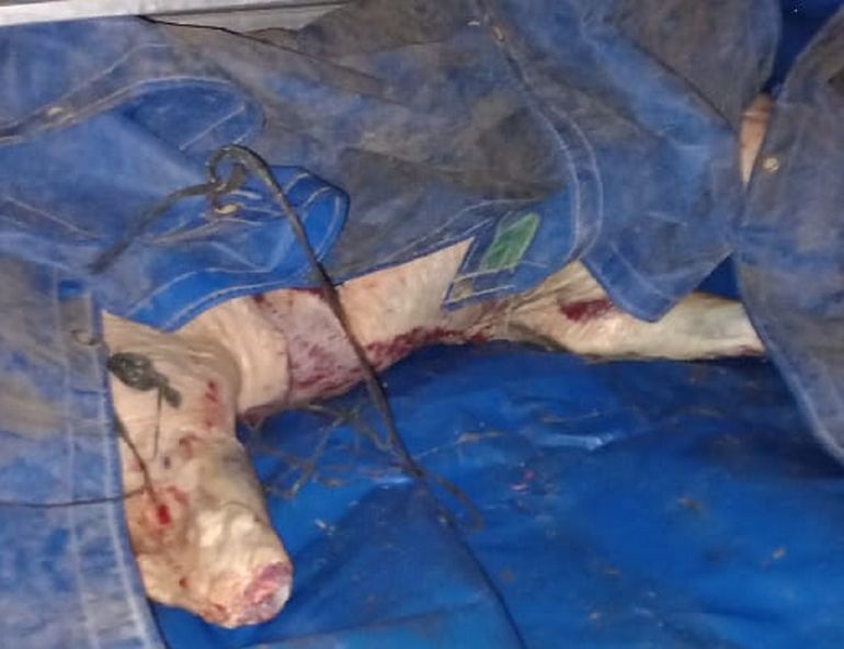 Policía decomisó 150 kilos de carne en Pomona.&nbsp;