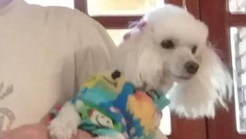 le robaron su perrita luly y la buscan de manera desesperada