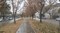 El otoño se hace sentir en el Alto Valle. Las hojas de los árboles cubren la superficie. 