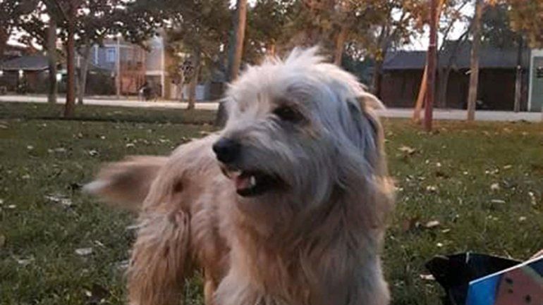 Otra vez, perros envenenados en el barrio Mercantiles