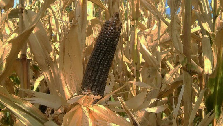 La UNCo creó una variedad de maíz que se adapta al Valle