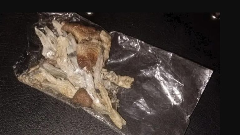 Hongos alucinégenos, drogas sintéticas y marihuana secuestraron en la fiesta electrónica que se realizó en Cipolletti. Hongos alucinégenos, drogas sintéticas y marihuana secuestraron en la fiesta electrónica que se realizó en Cipolletti.