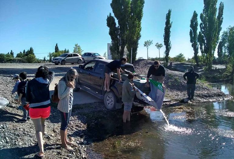 Liberaron alevines en la Isla Jordán y en la 10 de Fernández Oro